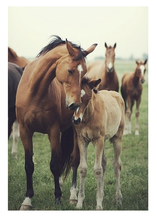 horses3